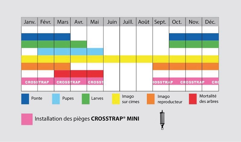 Fenología de Tomicus destruens