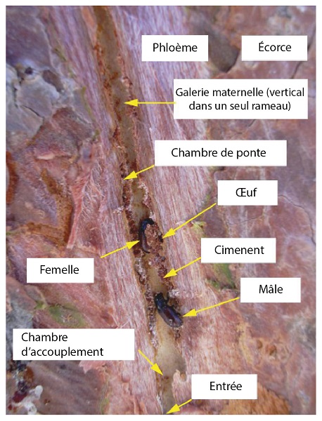 Pareja de Tomicus destruens en galeria